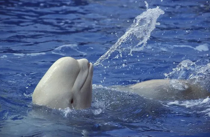 Framed Print : Beluga Whale (delphinapterus leucas) or White Whale
