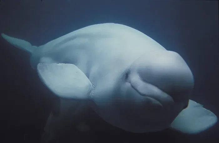 Framed Print : BELUGA WHALE (delphinapterus leucas) OR WHITE WHALE Framed Print : BELUGA WHALE (delphinapterus leucas) OR WHITE WHALE