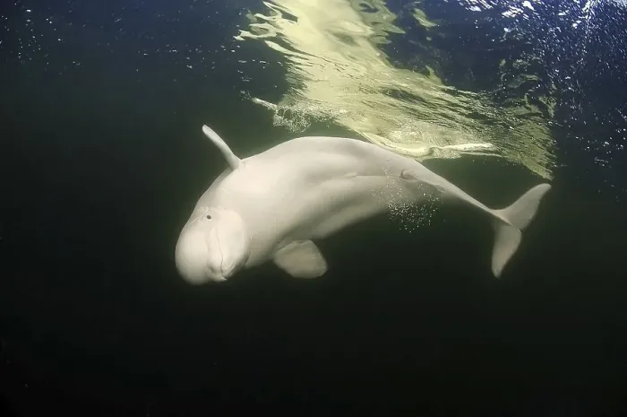 Framed Print : Beluga Whale or White Whale (Delphinapterus leucas) Framed Print : Beluga Whale or White Whale (Delphinapterus leucas)