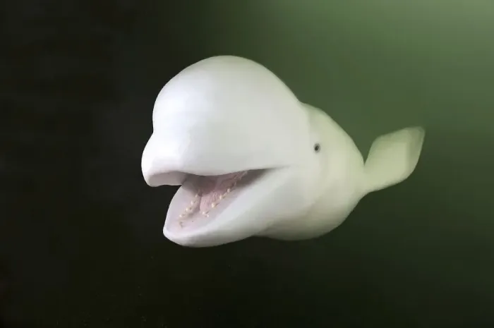 Framed Print : Beluga or White Whale (Delphinapterus leucas) Framed Print : Beluga or White Whale (Delphinapterus leucas)