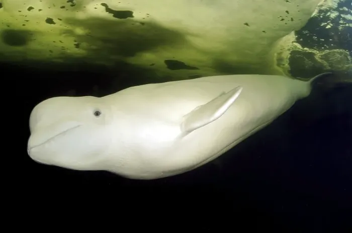 Framed Print : Beluga, White whale (Delphinapterus leucas)