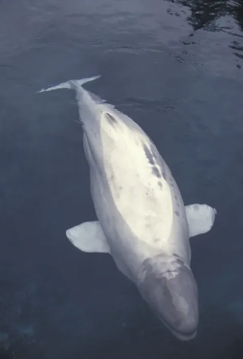 Framed Print : Beluga or White whale (Delphinapterus leucas)