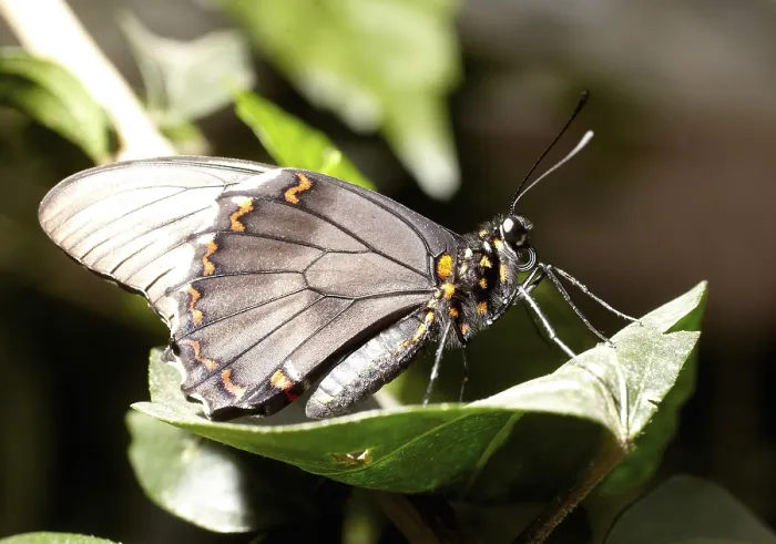 Framed Print : Belus Swallowtail (Battus belus) at the butterfly gardens in Bendorf-Sayn