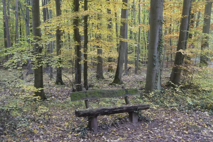 Framed Print : Bench in autumn forest Framed Print : Bench in autumn forest