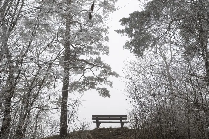 Framed Print : An empty bench between bare trees covered with brawl in a quiet Framed Print : An empty bench between bare trees covered with brawl in a quiet