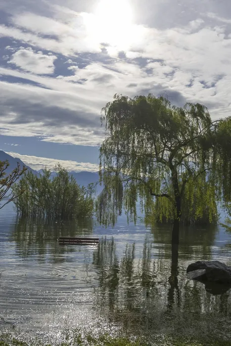 Framed Print : Bench and Tree on a Flooding Alpine Lake Maggiore with Mountain in Ticino