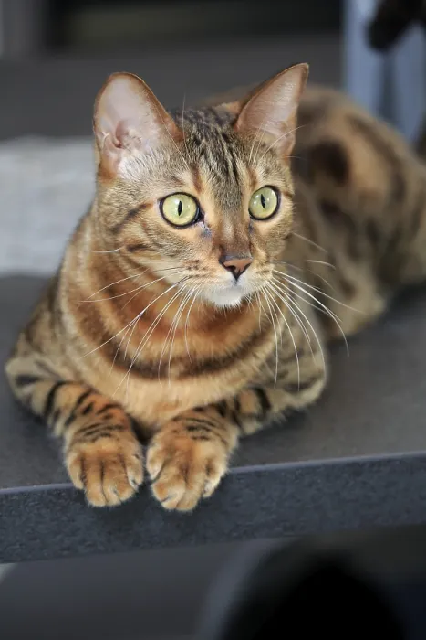 Framed Print : Bengal cat