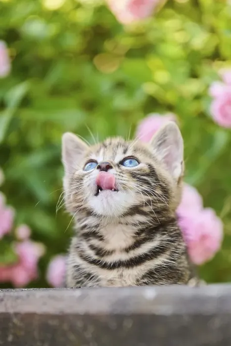 Framed Print : Bengal cat, domestic cat, kitten in a flower bed Framed Print : Bengal cat, domestic cat, kitten in a flower bed