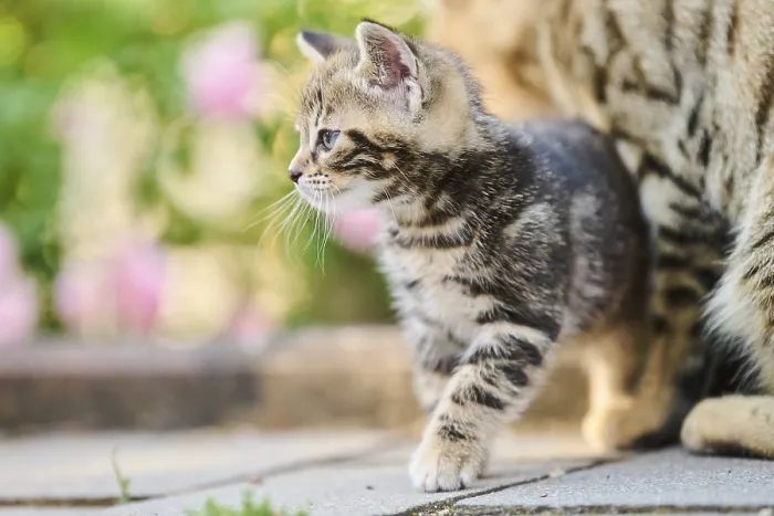 Framed Print : Bengal cat, domestic cat, kitten in front of a flower bed