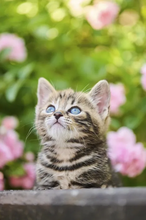 Framed Print : Bengal cat, domestic cat, kitten in a flower bed