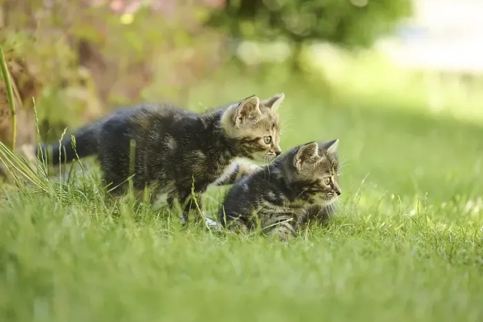 Framed Print : Bengal cat, domestic cat, kitten on a meadow Framed Print : Bengal cat, domestic cat, kitten on a meadow