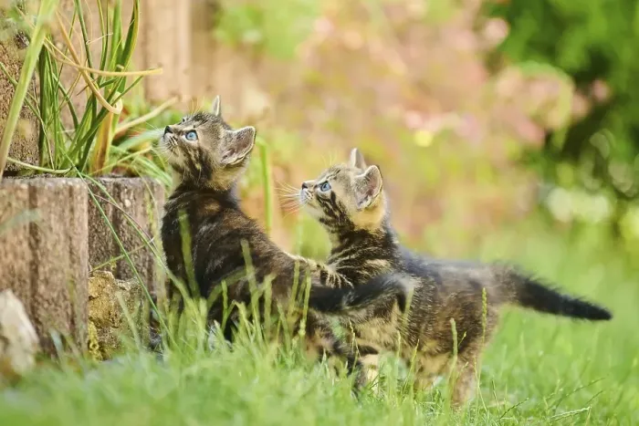 Framed Print : Bengal cat, domestic cat, kitten playing on a stone wall on a meadow