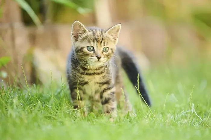Framed Print : Bengal cat, domestic cat, kitten standing on a meadow Framed Print : Bengal cat, domestic cat, kitten standing on a meadow