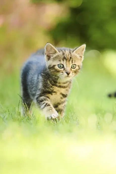 Framed Print : Bengal cat, domestic cat, kitten walking on a meadow