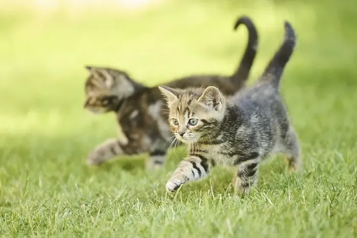 Framed Print : Bengal cat, domestic cat, kitten walking on a meadow