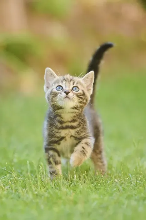 Framed Print : Bengal cat, domestic cat, kitten walking on a meadow Framed Print : Bengal cat, domestic cat, kitten walking on a meadow