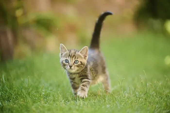 Framed Print : Bengal cat, domestic cat, kitten walking on a meadow