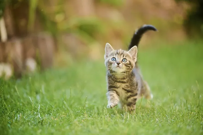 Framed Print : Bengal cat, domestic cat, kitten walking on a meadow Framed Print : Bengal cat, domestic cat, kitten walking on a meadow