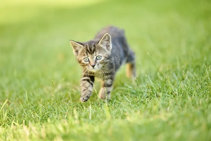 Framed Print : Bengal cat, domestic cat, kitten walking on a meadow Framed Print : Bengal cat, domestic cat, kitten walking on a meadow