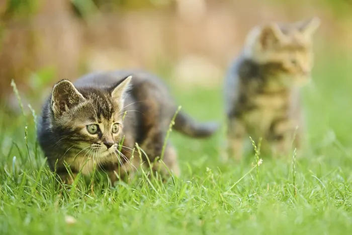 Framed Print : Bengal cat, domestic cat, kitten walking on a meadow