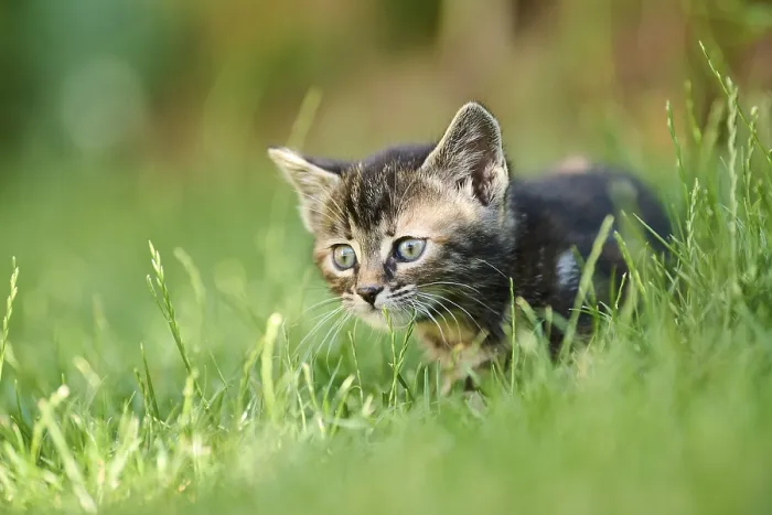 Framed Print : Bengal cat, domestic cat, kitten walking on a meadow Framed Print : Bengal cat, domestic cat, kitten walking on a meadow