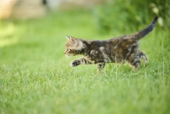 Framed Print : Bengal cat, domestic cat, kitten walking on a meadow Framed Print : Bengal cat, domestic cat, kitten walking on a meadow