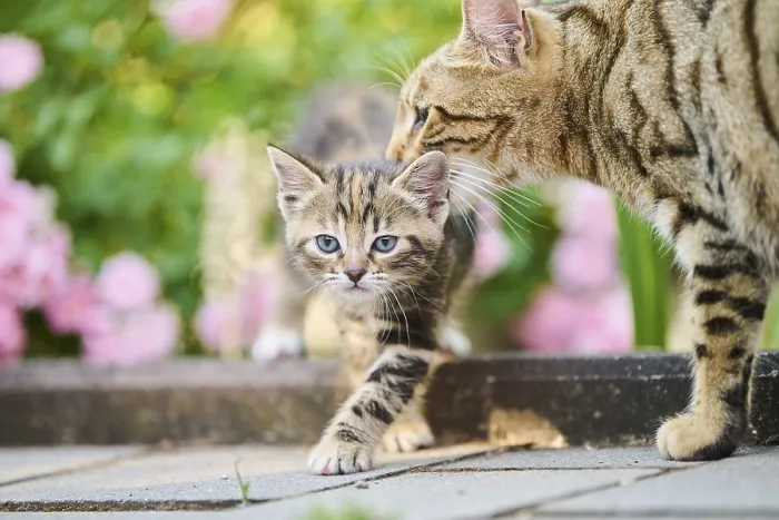 Framed Print : Bengal cat, domestic cat, mother and kitten in front of a flower bed
