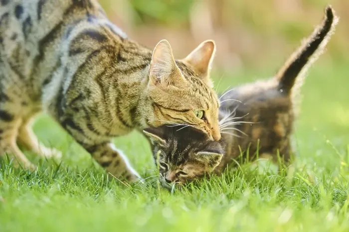 Framed Print : Bengal cat, domestic cat, mother with her kitten walking on a meadow Framed Print : Bengal cat, domestic cat, mother with her kitten walking on a meadow