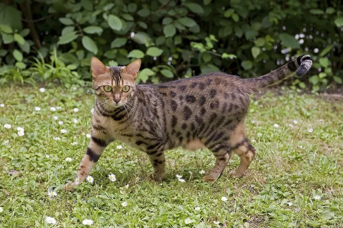 Framed Print : Bengal cat in the garden