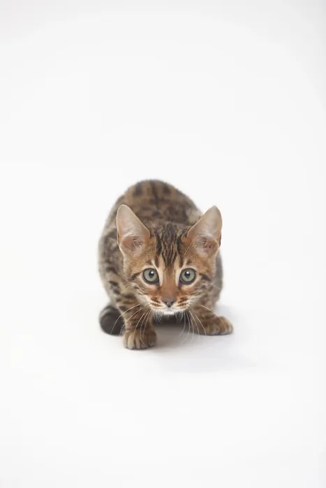 Framed Print : Bengal cat, kitten, 8 weeks Framed Print : Bengal cat, kitten, 8 weeks