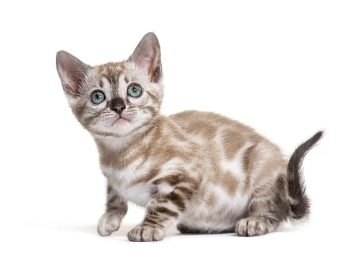 Framed Print : Bengal cat kitten, isolated on white Framed Print : Bengal cat kitten, isolated on white