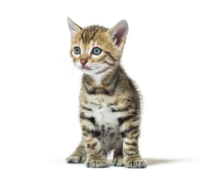 Framed Print : Bengal cat kitten sitting and looking away Framed Print : Bengal cat kitten sitting and looking away