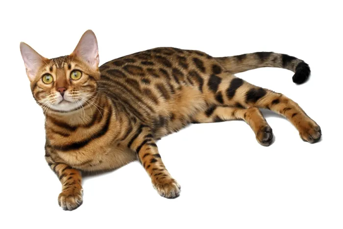 Framed Print : Bengal cat lies on white background and looking up
