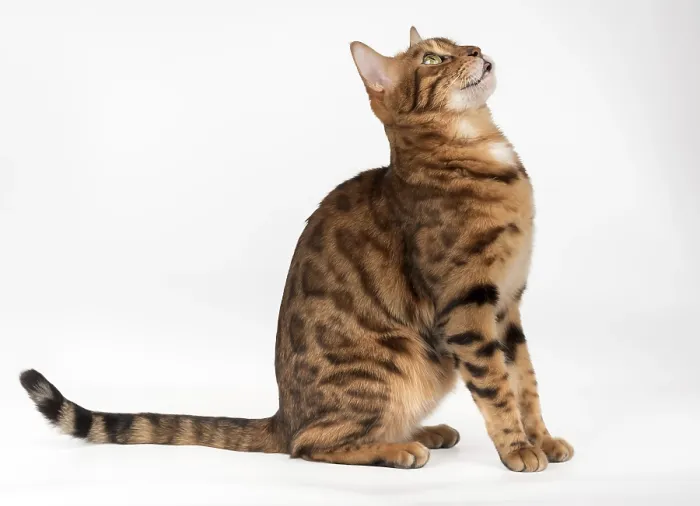Framed Print : Bengal cat with open mouth. Side view
