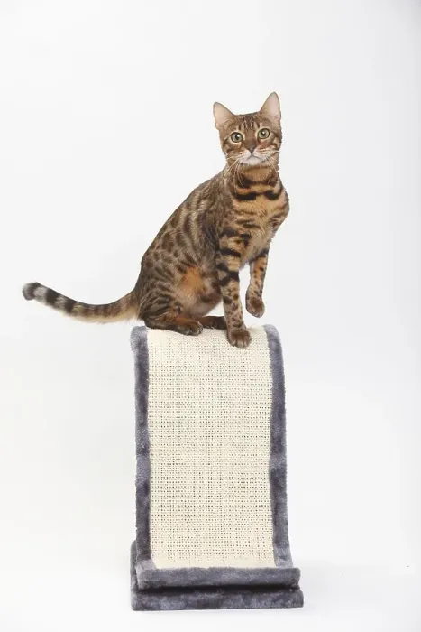 Framed Print : Bengal cat, scratching post Framed Print : Bengal cat, scratching post