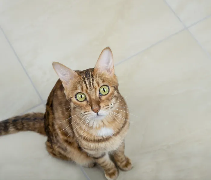 Framed Print : Bengal cat stands on the tiled floor and looks up into the camera Framed Print : Bengal cat stands on the tiled floor and looks up into the camera