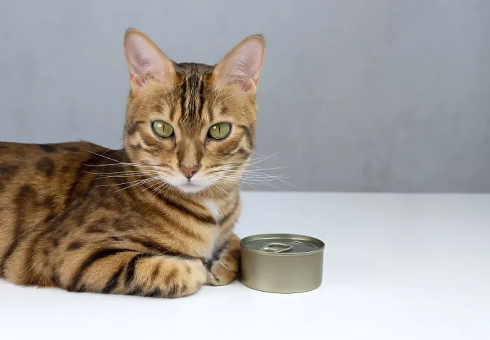 Framed Print : Bengal cat and tin can, wet cat food in a closed tin can