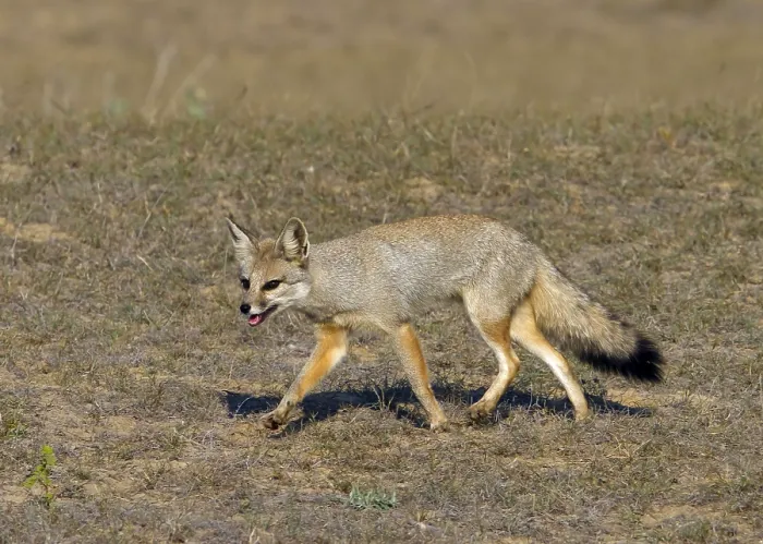 Framed Print : Bengal fox (Vulpes bengalensis)