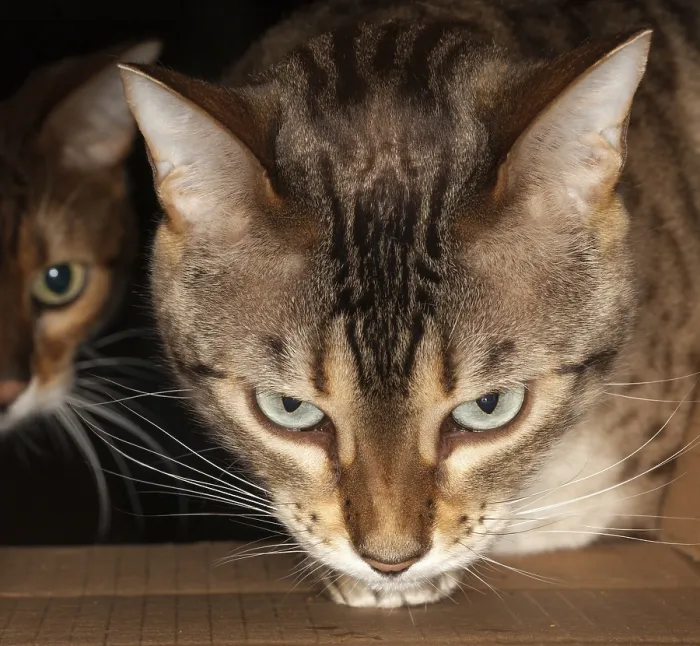 Framed Print : Bengal kitten seeking food and pushing its head through a cardboard box with second cat behind Framed Print : Bengal kitten seeking food and pushing its head through a cardboard box with second cat behind