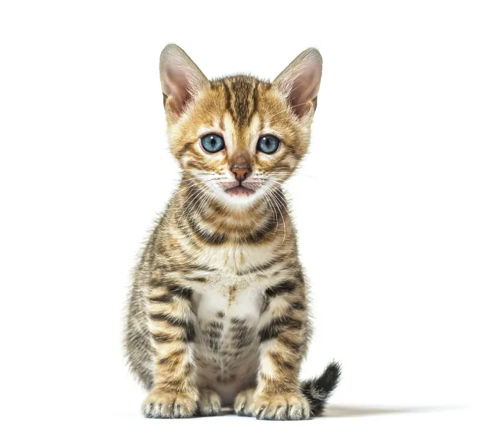 Framed Print : Bengal kitten sitting facing at the camera Framed Print : Bengal kitten sitting facing at the camera