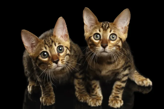Framed Print : Two Bengal Kitty Looking in Camera on Black Background