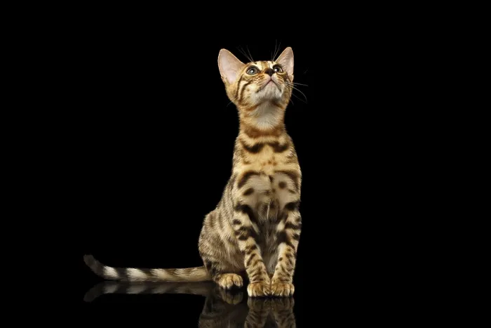 Framed Print : Bengal Kitty Sits and Looking Up on Black Background Framed Print : Bengal Kitty Sits and Looking Up on Black Background
