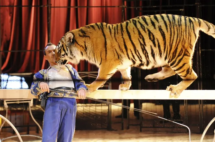 Framed Print : Bengal tiger, animal tamer Christian Walliser