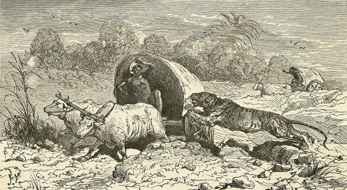 Framed Print : Bengal tiger attacking covered wagon in India, Asia Framed Print : Bengal tiger attacking covered wagon in India, Asia