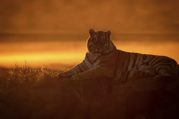 Framed Print : Bengal Tiger (Panthera tigris) adult silhouette in sunset