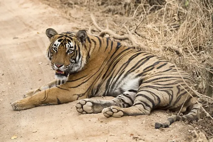 Framed Print : Bengal Tiger (Panthera tigris tigris)