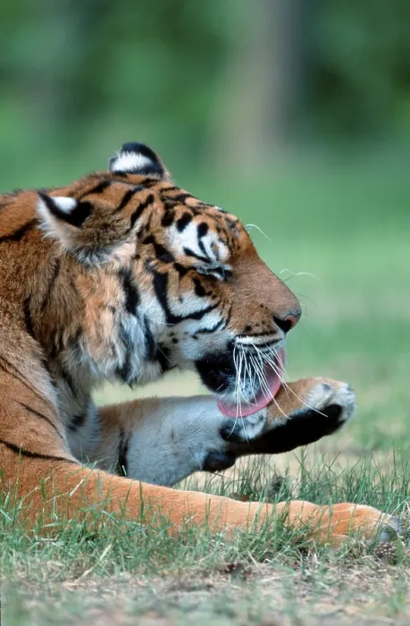 Framed Print : Bengal Tiger (Panthera tigris tigris)