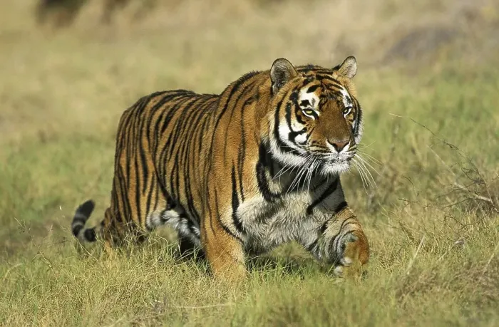 Framed Print : Bengal Tiger (panthera tigris tigris), Adult