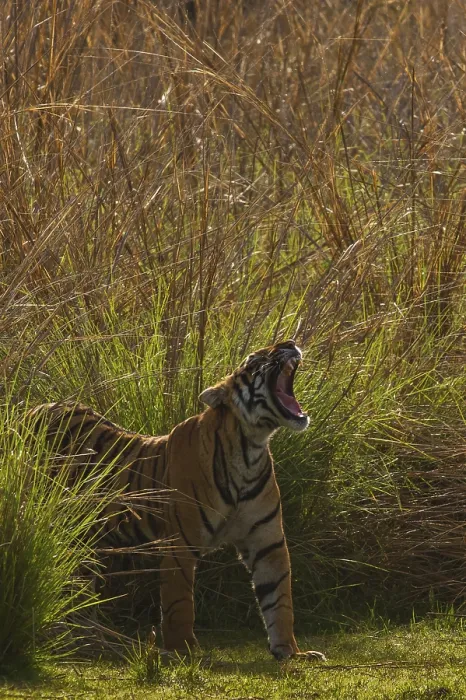 Framed Print : Bengal Tiger in Ranthambhore national park