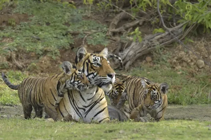 Framed Print : Bengal Tigers (Panthera tigris tigris)